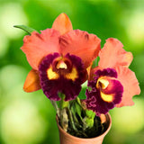 Cattleya Orchid - Rhyncholaeliocattleya Focus Taiwan 'Persimmon'