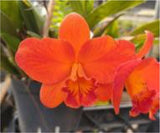 Rhyncattleanthe Shinfong Orange