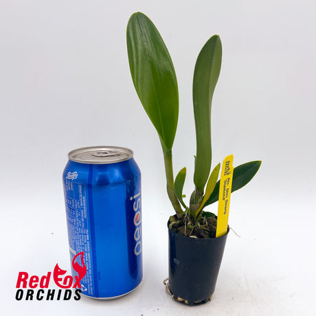 Rhyncholaeliocattleya Shin Shiang Diamond