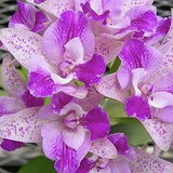 Cattleya Monte Elegante