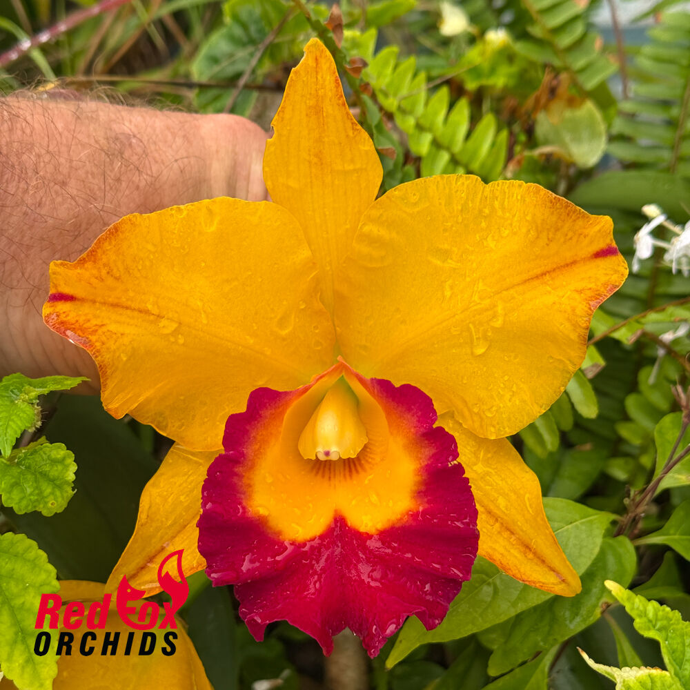 Rhyncholaeliocattleya YU-Toung Moon