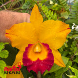Rhyncholaeliocattleya YU-Toung Moon