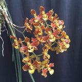 Oncidium stacyi