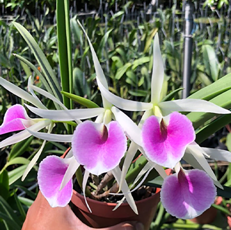 Brassocattleya Katherine H.Chatham 'Suckers' SM/JOGA