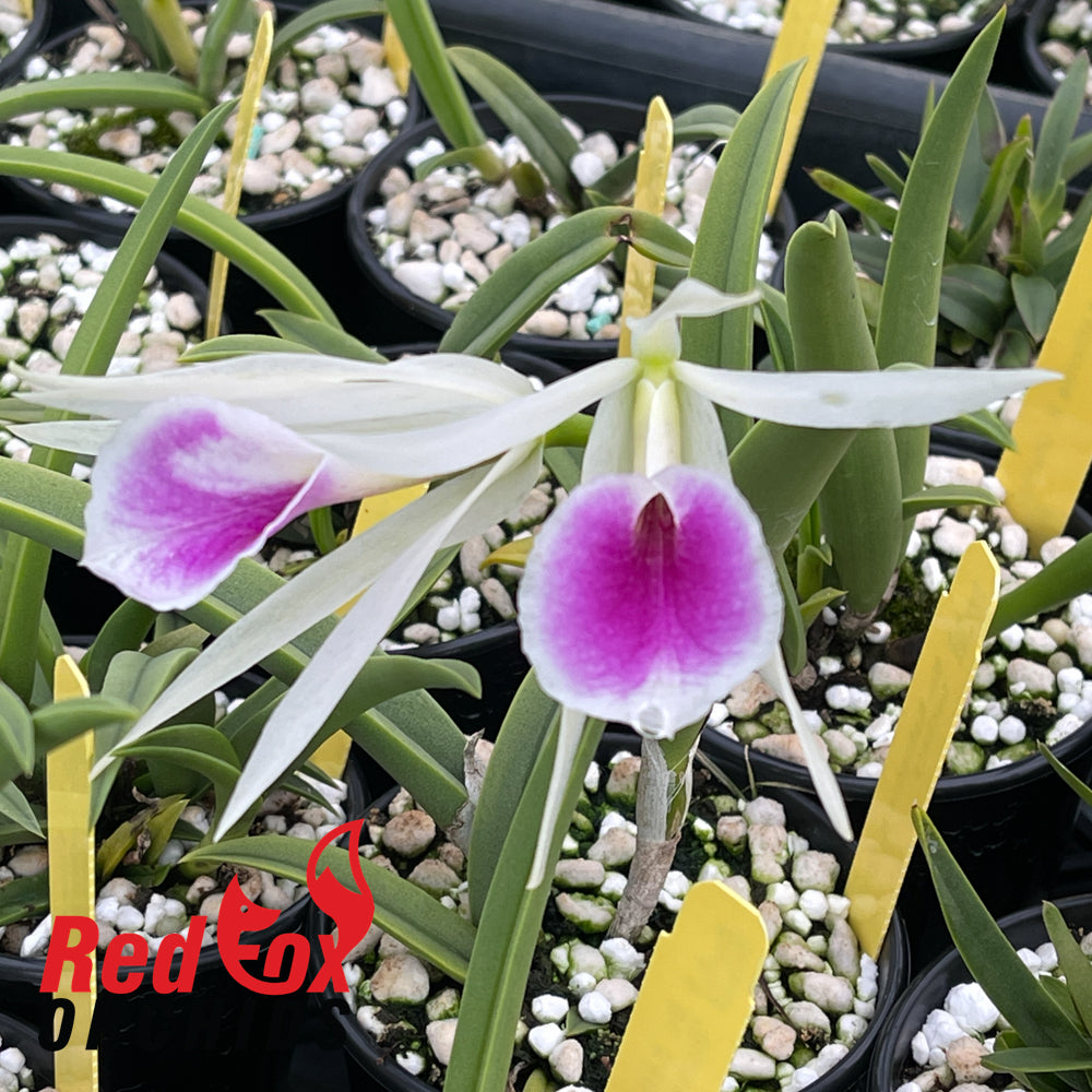 Brassocattleya Katherine H.Chatham 'Suckers' SM/JOGA