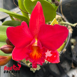 Cattlianthe Little Hazel 'M'