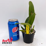 Rhyncattleanthe Shinfong Jewel 'Red Dragonfly'