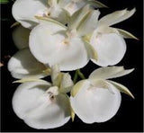 Catasetum pileatum var. alba