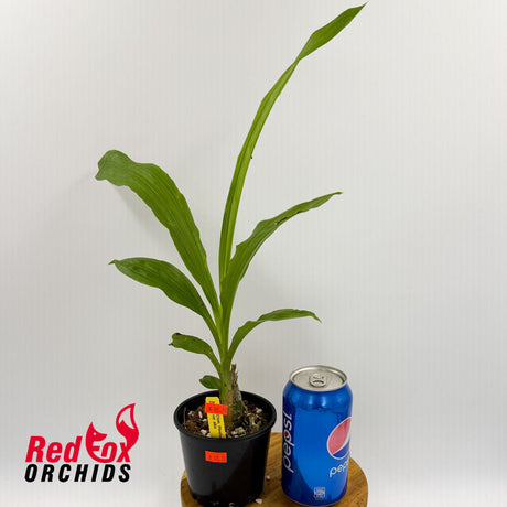 Catasetum pileatum var. alba