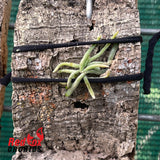 Dendrophylax lindenii