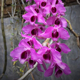 Dendrobium Nestor