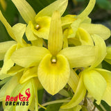 Dendrobium Spring Bird 'Tsuyama'