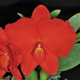 Sophronitis coccinea var. xanthoglossum x coccinea