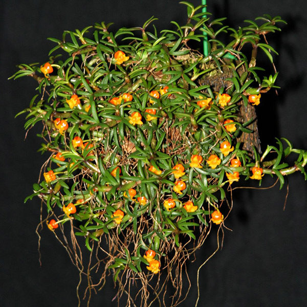 Mediocalcar decoratum