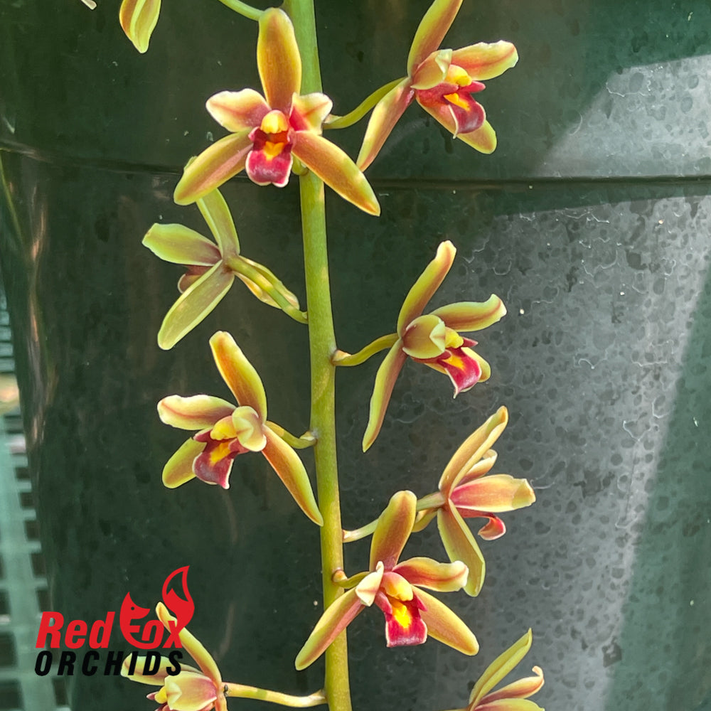 Cymbidium madidum alba x aloifolium alba
