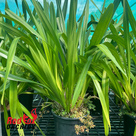 Cymbidium madidum alba x aloifolium alba