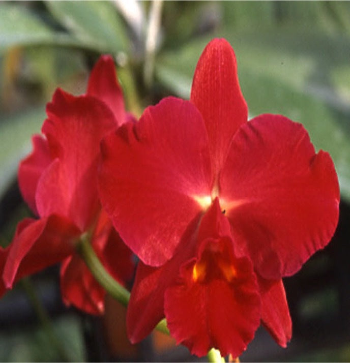 Potinara Kozo's Scarlet 'Vieni'