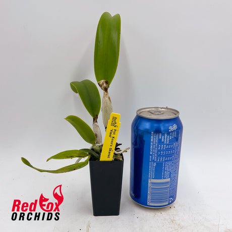 Potinara Kozo's Scarlet 'Vieni'
