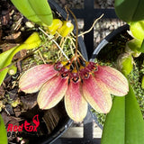 Bulbophyllum complanata