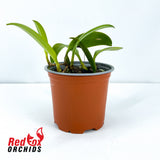 Bulbophyllum complanata