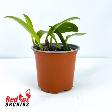 Bulbophyllum complanata
