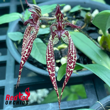 Bulbophyllum lasiochilum x rothschildianum