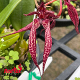 Bulbophyllum lasiochilum x rothschildianum