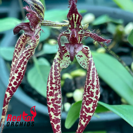 Bulbophyllum lasiochilum x rothschildianum
