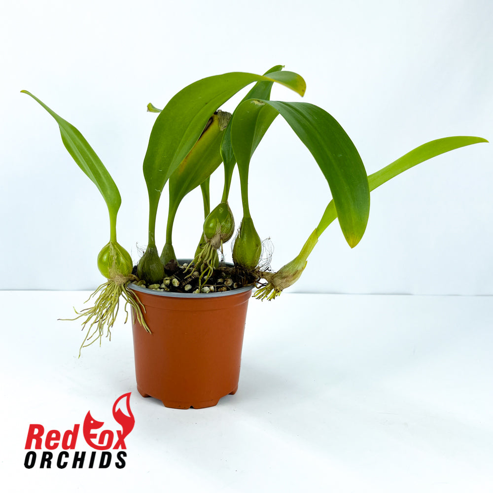 Bulbophyllum orectopetalatum x claptonense