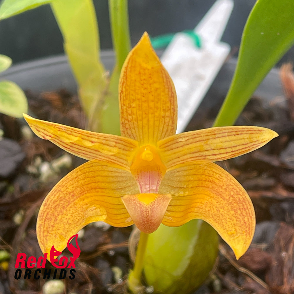 Bulbophyllum orectopetalatum x claptonense