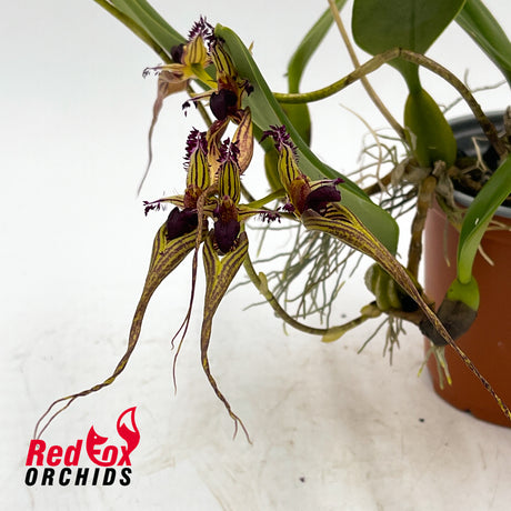 Bulbophyllum ornatissima x putidum