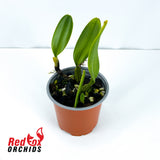 Bulbophyllum ornatissima x putidum