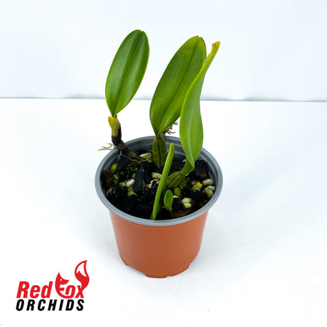 Bulbophyllum ornatissima x putidum