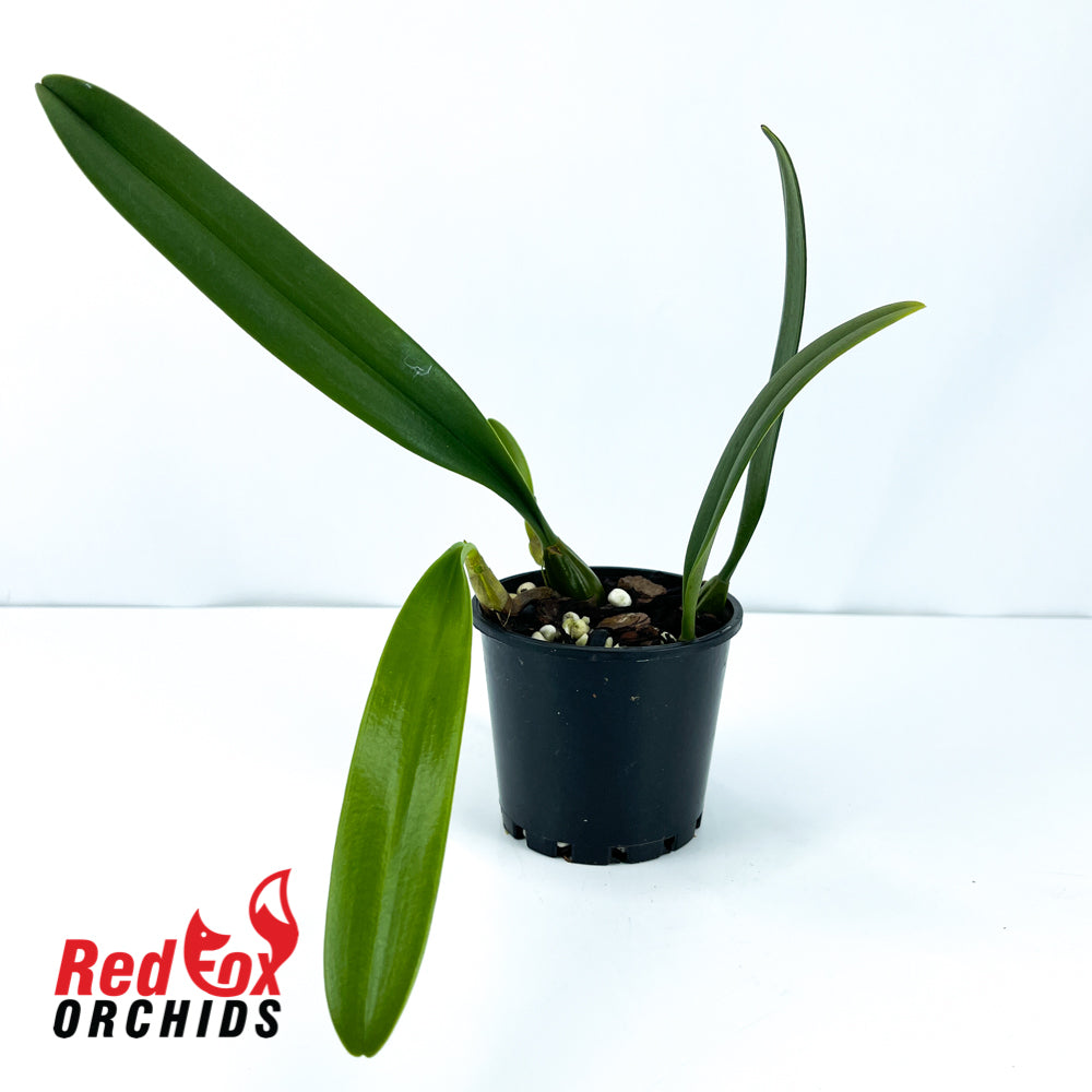Bulbophyllum Rungsan Viraphadhli x bicolor
