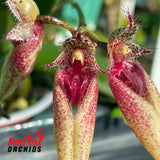 Bulbophyllum Santa Clause x annandalei