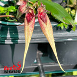 Bulbophyllum Santa Clause x annandalei