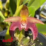 Bulbophyllum Wilmar Candy Stripe