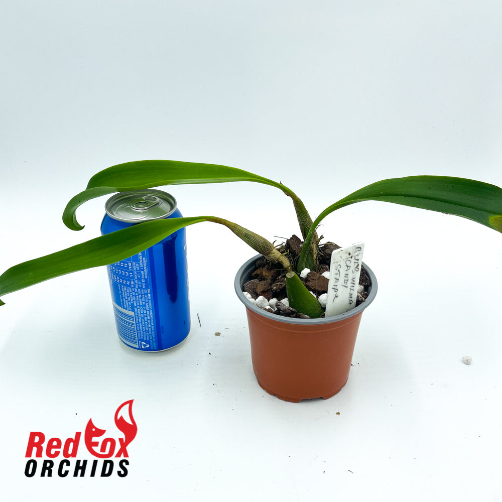 Bulbophyllum Wilmar Candy Stripe