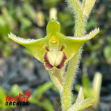 Eria lasiopetala