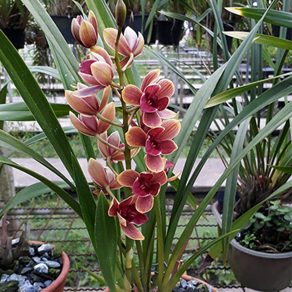 Cymbidium Orchid - Cymbidium Pakkret Tiara 'Alpha' 4n
