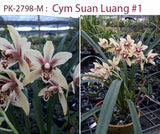 Cymbidium Suan Luang 'Singharaj'