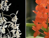 Holcoglossum subulifolium x Vanda Miniata
