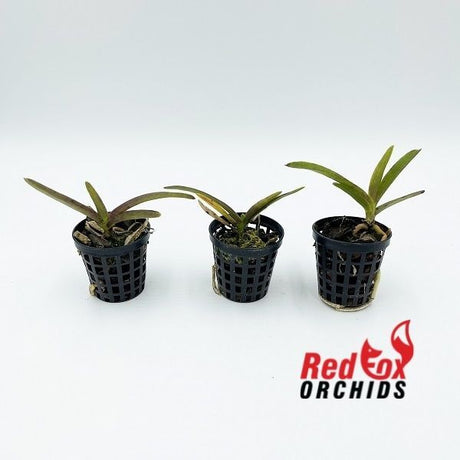Vanda Tokyo Blue
