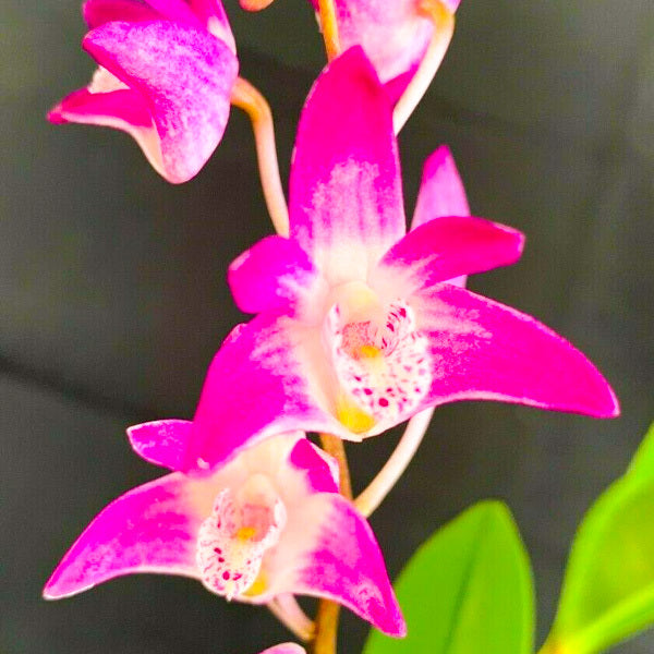 Dendrobium (Gulginni x Wodonga) 'Rose Glow' – Red Fox Orchids