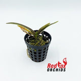 Vanda Tokyo Blue