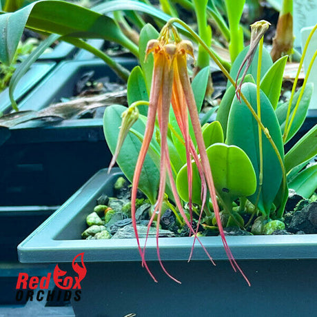 Bulbophyllum Squidly