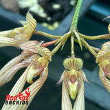 Bulbophyllum Elizabeth Ann Buckleberry x annandalei