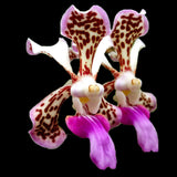 Vanda tricolor var. suavis