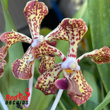 Vanda tricolor var. suavis