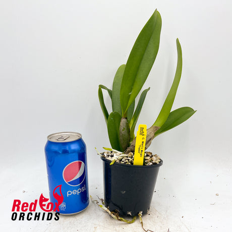 Cattleya Mari's Magic 'Topaz'